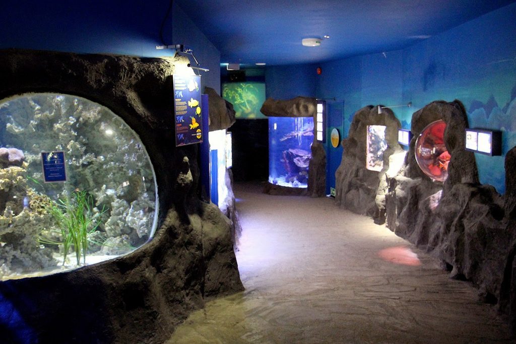 clearwater marine aquarium hours